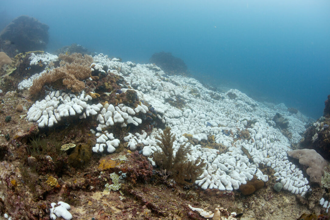 Blednutie koralov 
