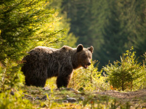 Poslanci schválili pravidlá na jednoduchší odstrel medveďov