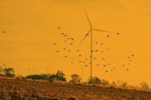 Takmer tri štvrtiny územia Slovenska sú kvôli vtákom a netopierom nevhodné na výstavbu veterných elektrární, ukázala štúdia