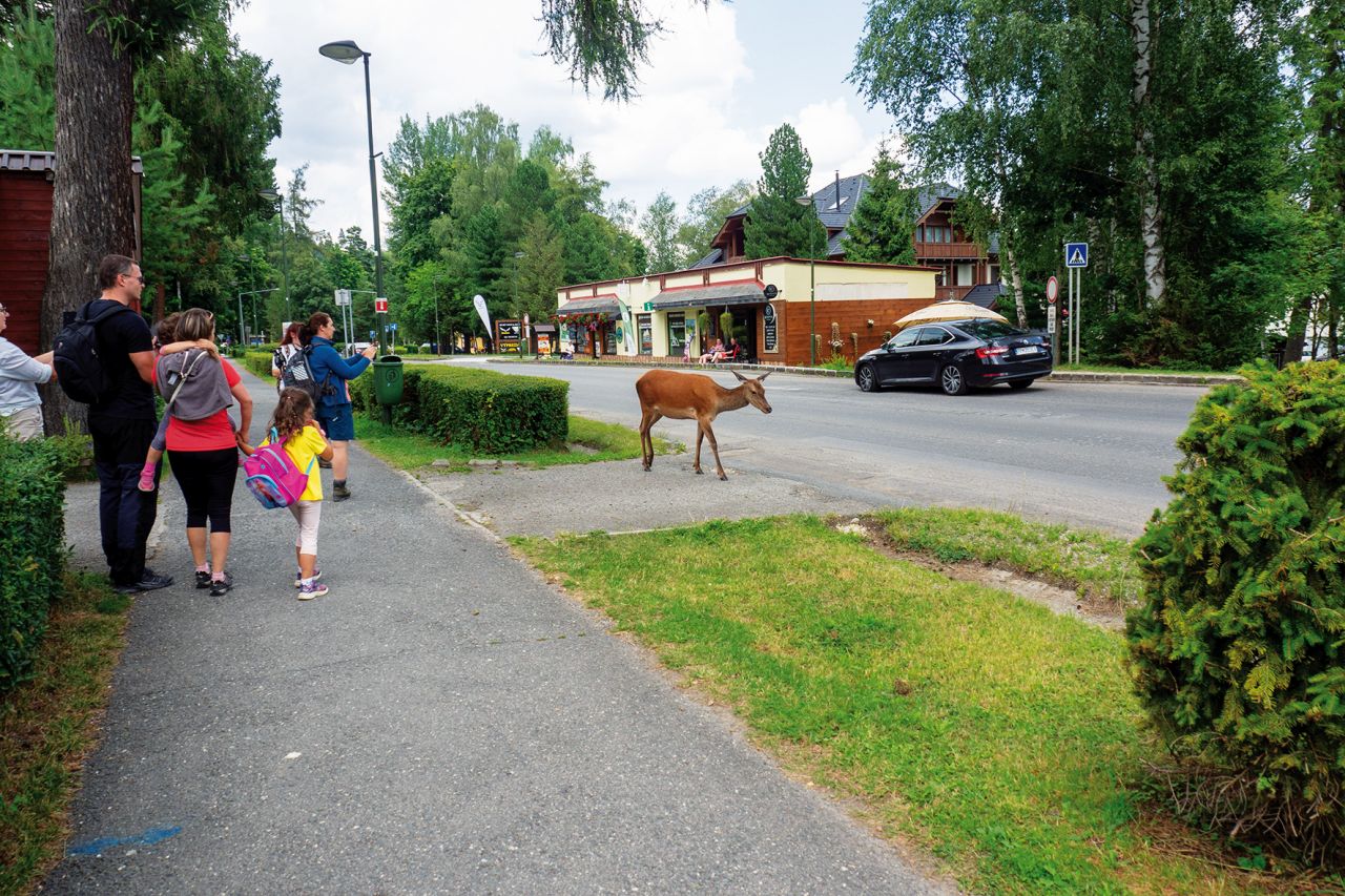 Samospráva dostáva informácie ja o vysokej zveri, ktorá sa chodí pásť na zeleni v osade Tatranská Lomnica.